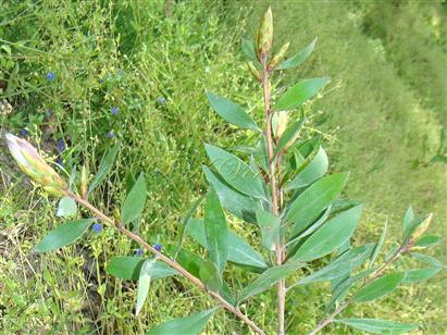  Leafy branch
